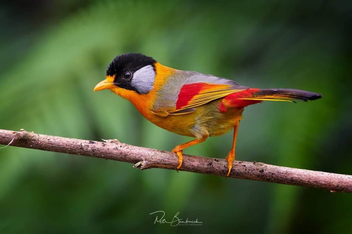 #bestbirdshots: Attractive Birds Photography by Petr Bambousek