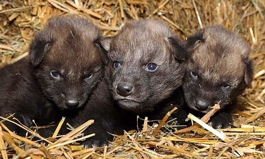 Manvargvalpar födda på Nordens ark - DN.SE #wolves #animal #wolf #cubs