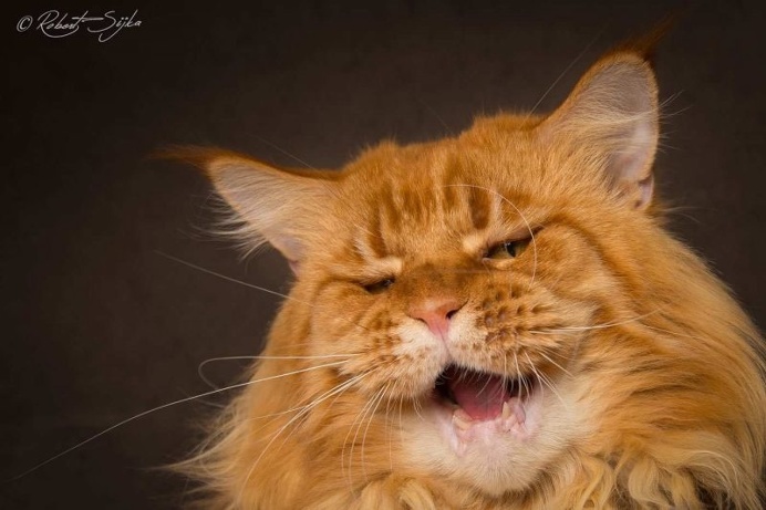 Robert Sijka Captures Stunning Portraits of Maine Coon Cats