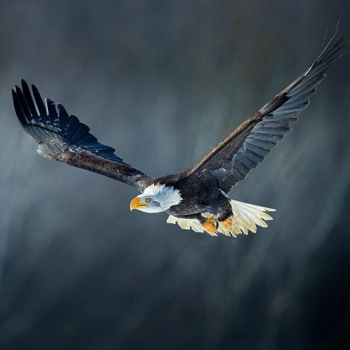 #birdsofinstagram: Incredible Bird Photography by Warren Price