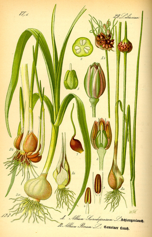 Illustration: Allium scorodoprasum #wilhelm #flora #thom #biology #print #fauna #otto #dr #illustration #and