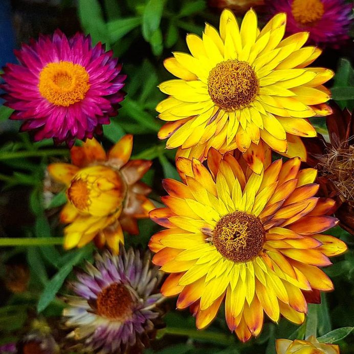Strawflowers