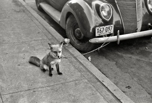 That Kind Of Woman · October 1940. Moorhead, Minnesota. "Fox chained to... #white #fox #automobile #black #photography #and #car