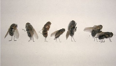 FFFFOUND! | Dead Flies Art (15 pics) » AcidCow.com - videos, pictures, celebs, flash games #flies