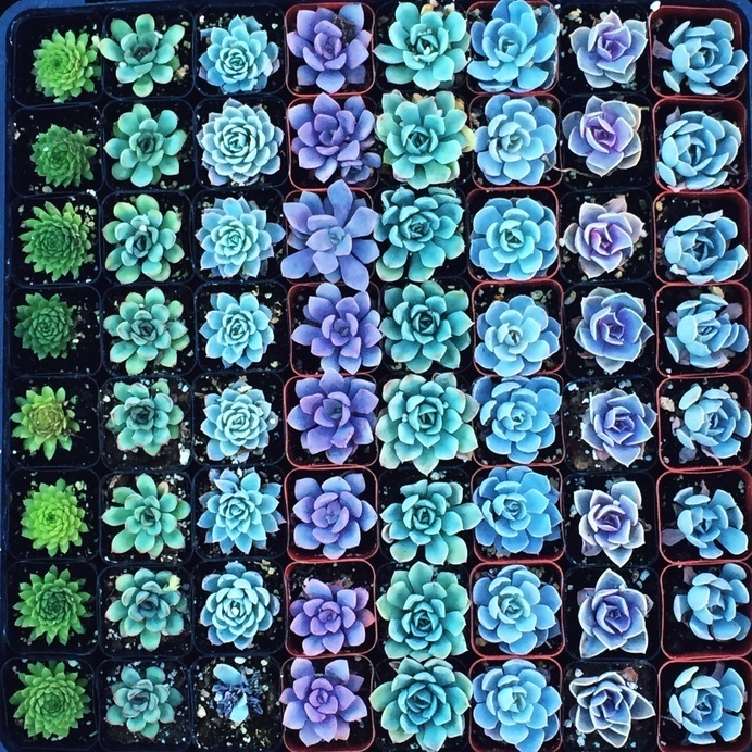 all the colours