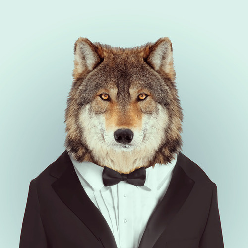 WOLF byÂ Yago PartalÂ forÂ ZOO PORTRAITS #yago #zoo #portrait #wolf #partal #animal
