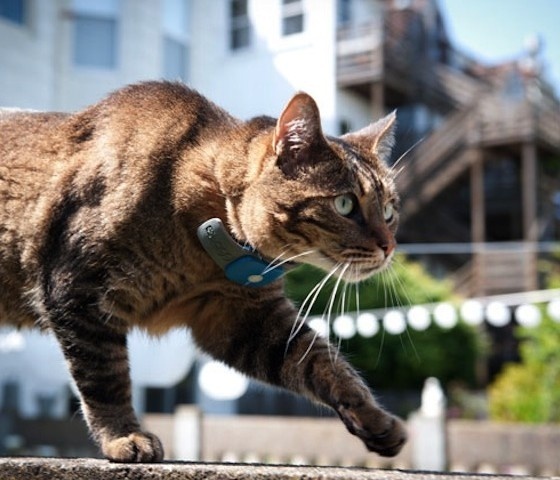 Tagg Pet Tracker #gadget