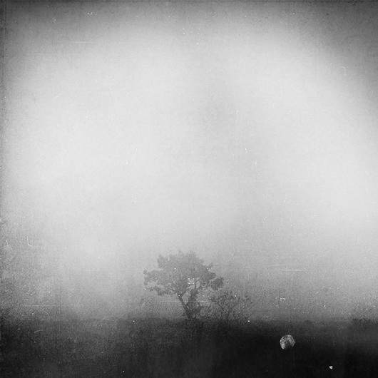 Redemption, photography by Leda Siloto #tree