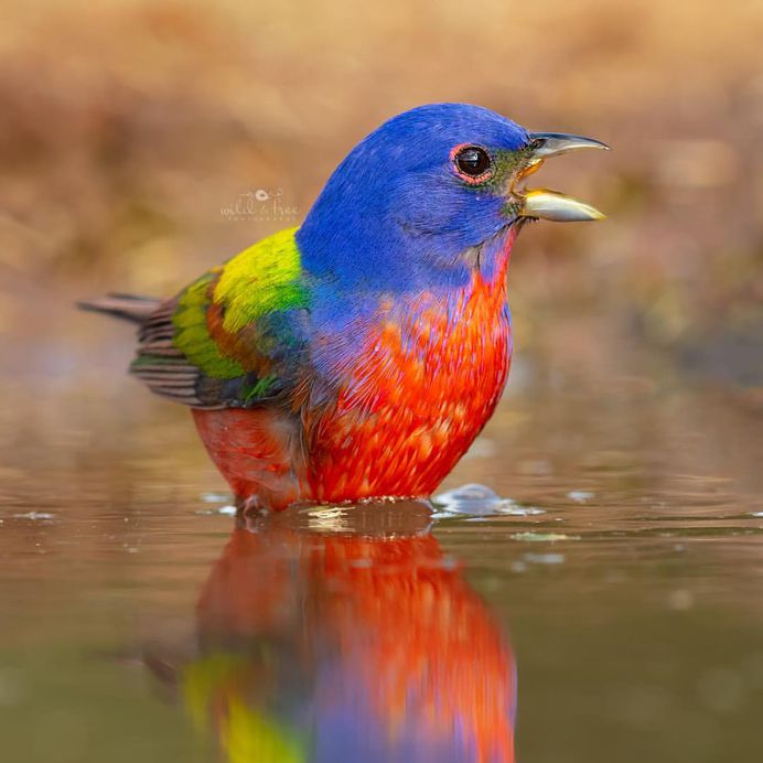 #birds_adored: Wonderful Birds Photography by Lee Anne Russell