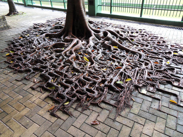 tree-roots-concrete-pavement-1 #root #photography #tree