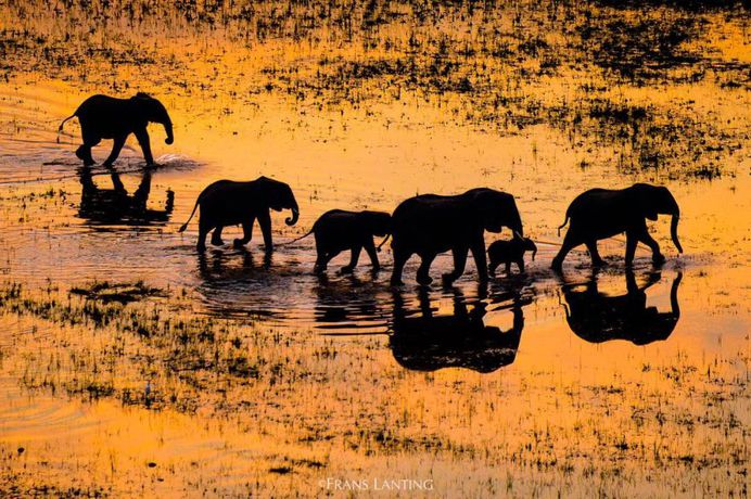 From the Amazon to Antarctica: WIldlife Photography by Frans Lanting