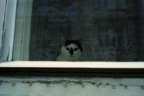 Schaufenster | Triangular Love. #white #cat #black #vienna #and #window