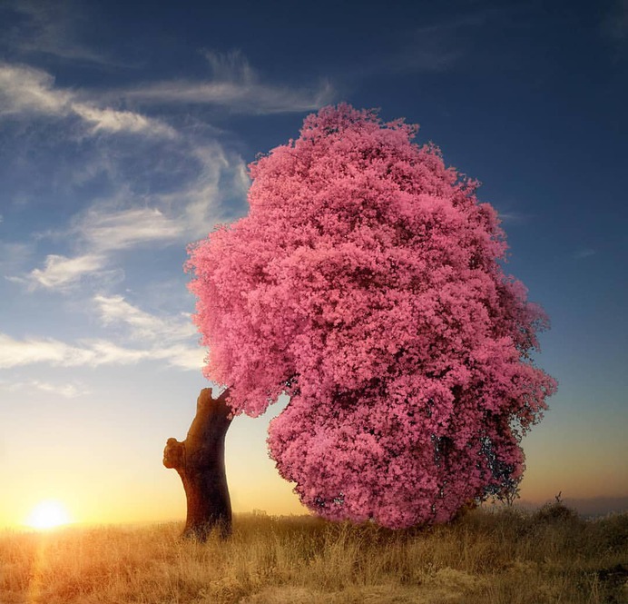 Beautiful Infrared Landscape Photography by Marta Borreguero