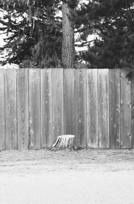 © Maxime Tetard #cut #photography #bw #tree