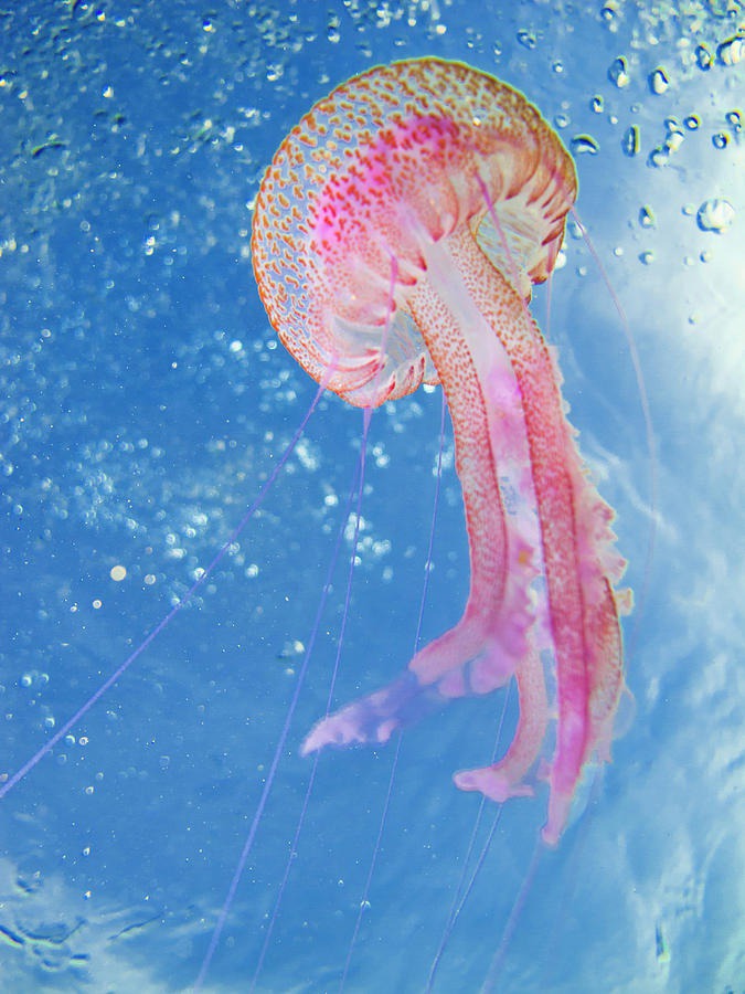 easy jellyfish painting & jellyfish paint by numbers #painting
