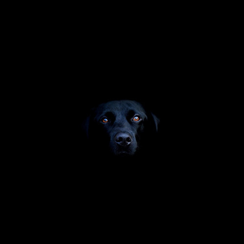 this isn't happiness.™ #labrador #gothic #black #dog