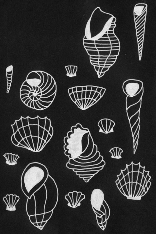 Shells study #illustration #drawing #shell #summer #nature