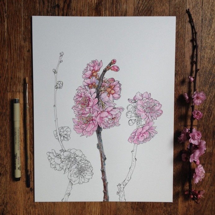 Flowers in Progress | A beautiful series of illustrations by Noel Badges Pugh #ink #pink #wood #illustration #flower