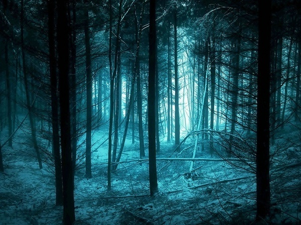 Beautiful Forest Photography #inspiration #photography #nature