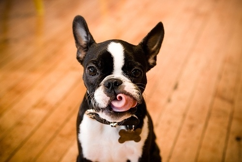 DeadFix » Boston #white #boston #lick #terrier #black #puppy #tuxedo #and #tongue