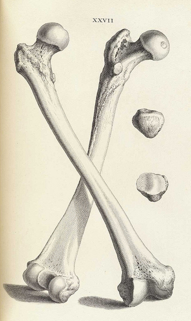 animal anatomy | Planet Open Knowledge Foundation #bones