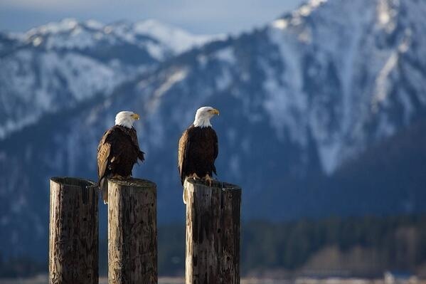 two Bald Eagles #eagles #two #bald