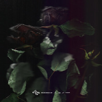 www.corradogrilli.com #corradogrilli #artwork #rose #album #cover #scan # ose