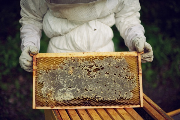 Thirteen Colonies Apiary on Behance #photography