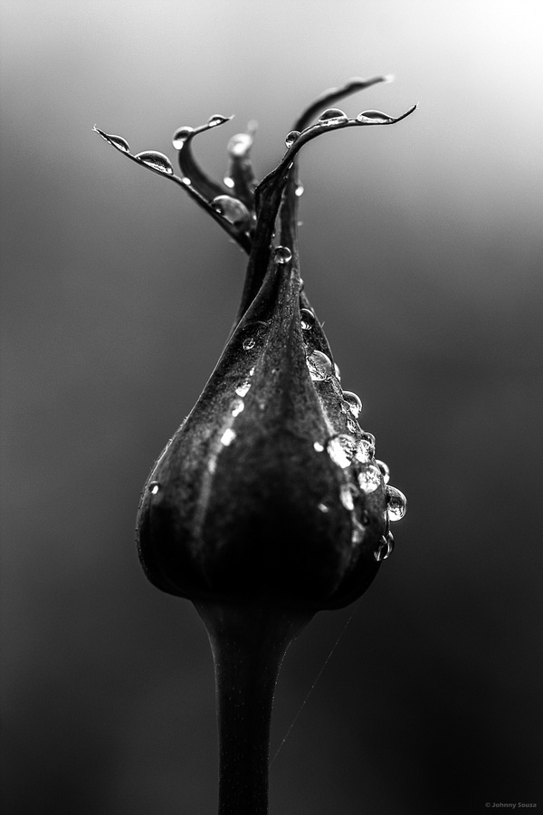 Medusa by Johnny Sousa #b&w #photography #nature