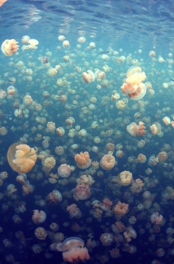 Electronix | Music and Design, Simple. #jellyfish #blue #sea