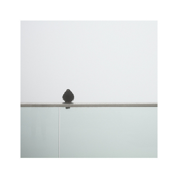 Bird #sky #bird