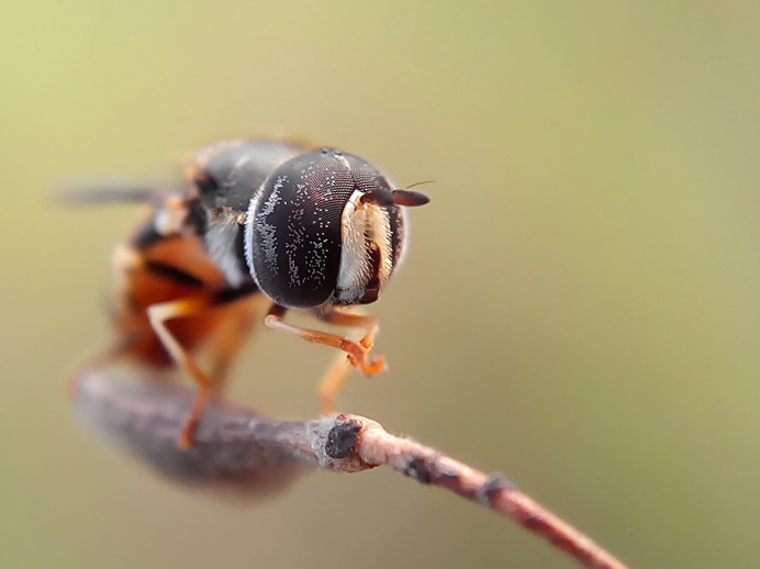 Stunning Macro Photography of Insects by Okqy Setiawan #macro #photography #insect