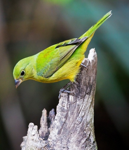female-Painted-Bunting.jpg (450×523)