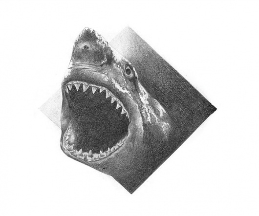 Illustrations Vol.2 on the Behance Network #illustration #pogo #shark