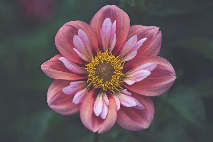 Beautiful Close-Up Flowers Pictures by Lisa Briand