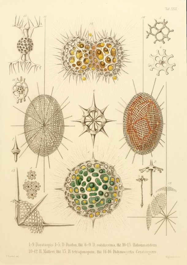 Ernst Haeckel's Radiolaria (1862) / #illustration #abstract