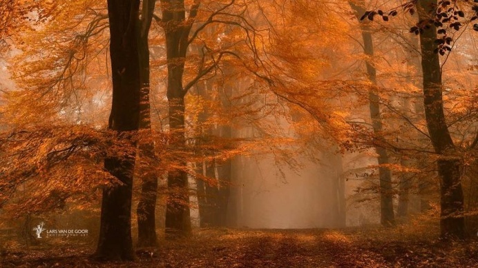 Mysterious Nature Photography by Lars van de Goor