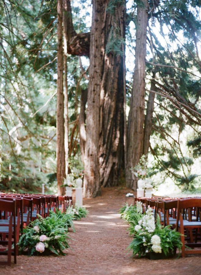 redwoods