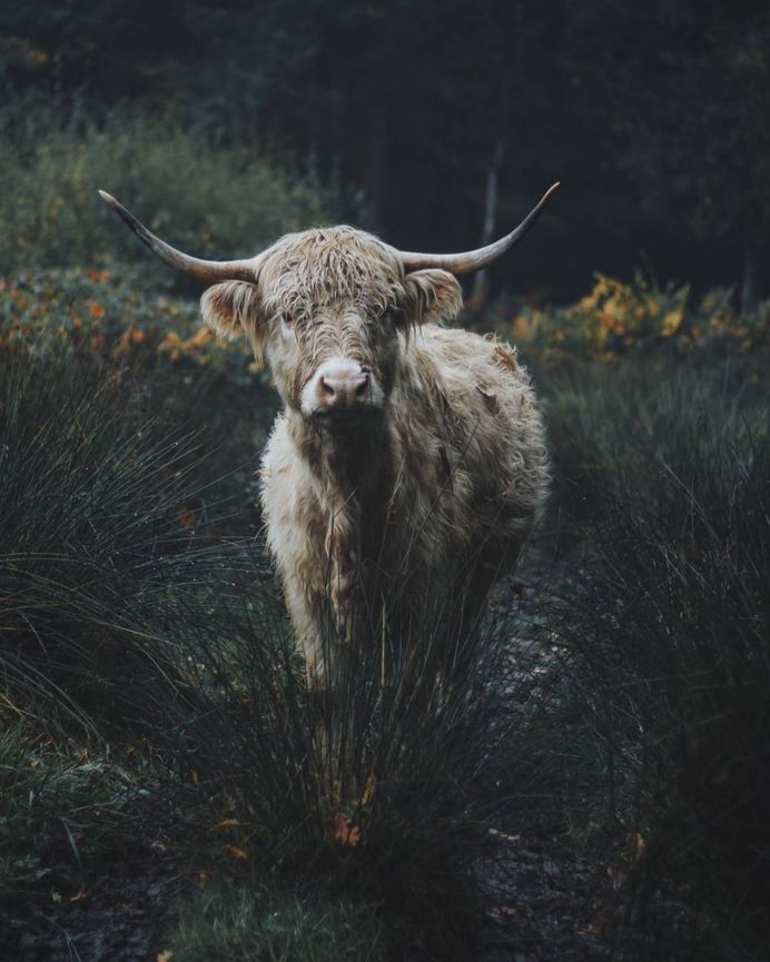 Dreamlike Animals Portrait Photography by Remo Jacobs