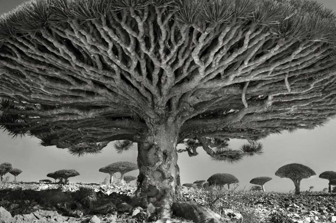 Beth Moon Spent 14 Years Capturing The World's Most Aged Trees