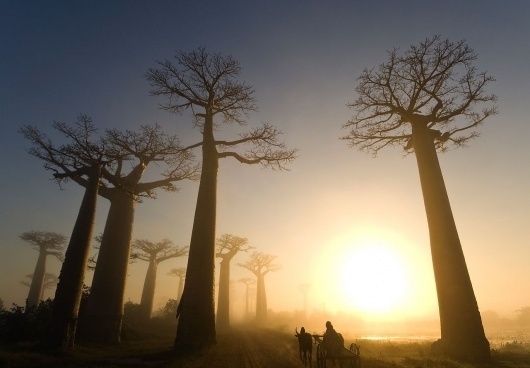 v225h.jpg 1,280×890 pixels #africa #sunset #baobob