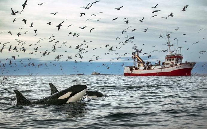 Audun Rikardsen Captures Magnificent Whales on The Arctic Side of The World