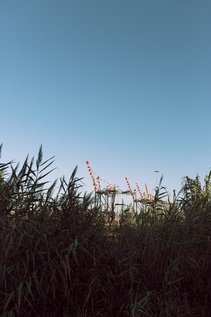 Giraffe | all'orizzonte scorsi una foresta urbana #photography #giraffe #port #red #sky #italy