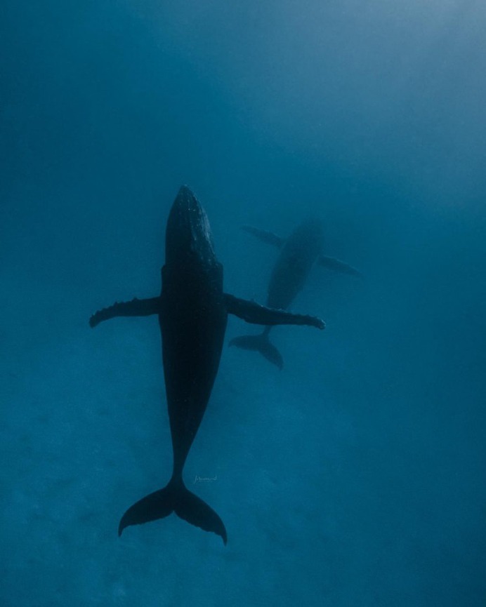 Spectacular Underwater Photos of Whales by Jasmine Carey