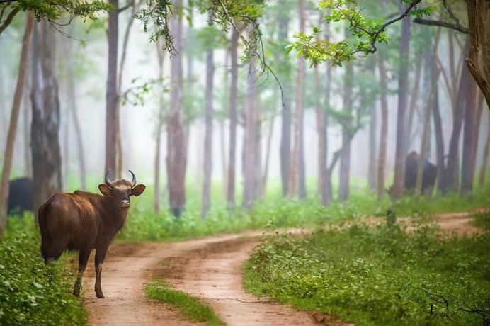 Wildlife Action Photography by Varun Aditya