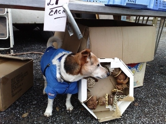 websitesarelovely: comedy #photography #dog