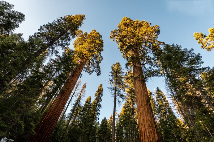 Giant Sequoia