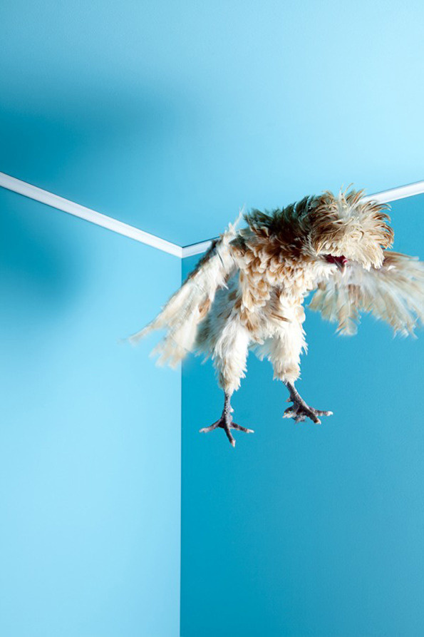 Mitch Payne's Poultry series #photography #chicken
