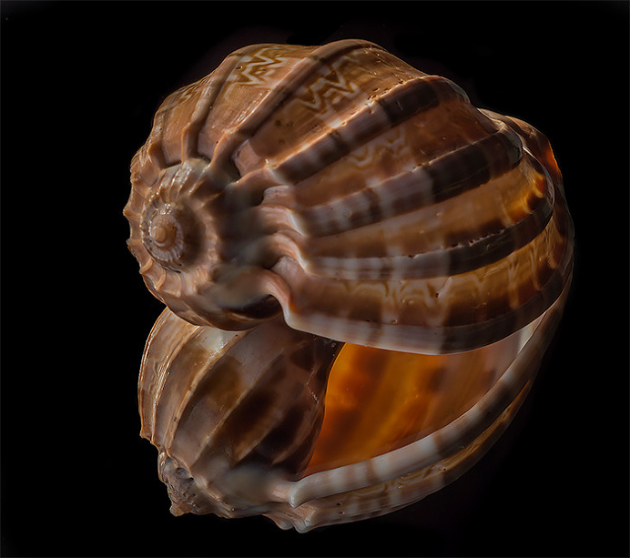 The Striking Beauty of Seashells Photo by Bill Gracey