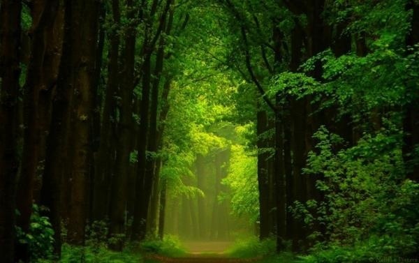 Forrest photography by Nelleke Pieters #pieters #forrest #photography #nelleke